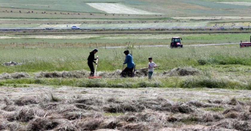 Ardahan’da çim biçme çalışmaları başladı