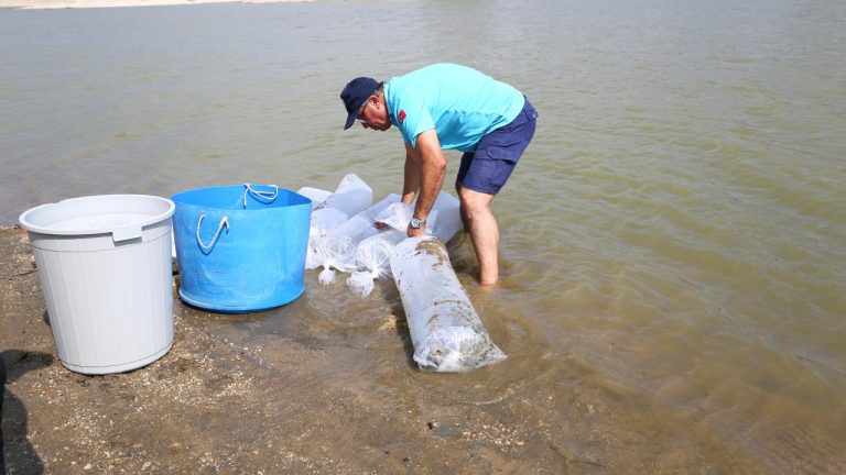 Muğla’da 370 bin sazan yavrusu sulara bırakıldı