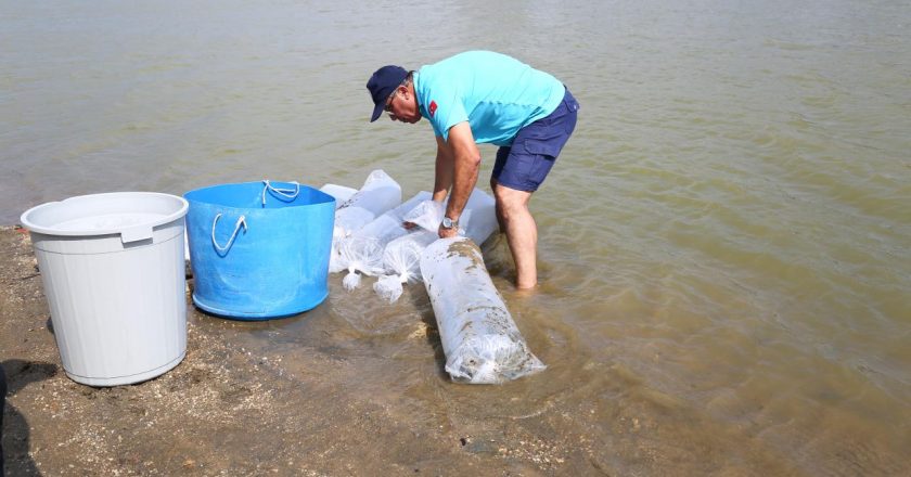 Muğla’da 370 bin sazan yavrusu sulara bırakıldı