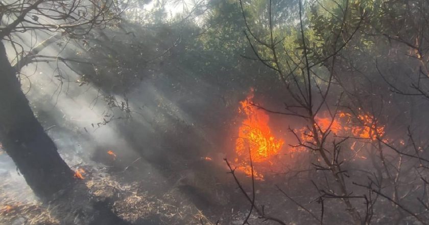 İzmir’de orman yangını – Son haberler