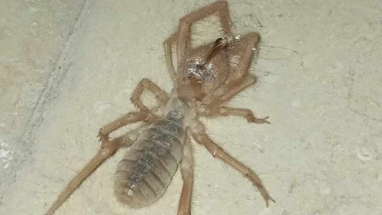 Elazığ’da zehirli etobur sarı örümcek görüldü