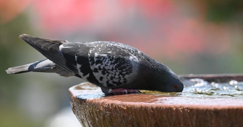 Pazartesi, Pazar’ı geride bırakarak tarihin en sıcak günü oldu