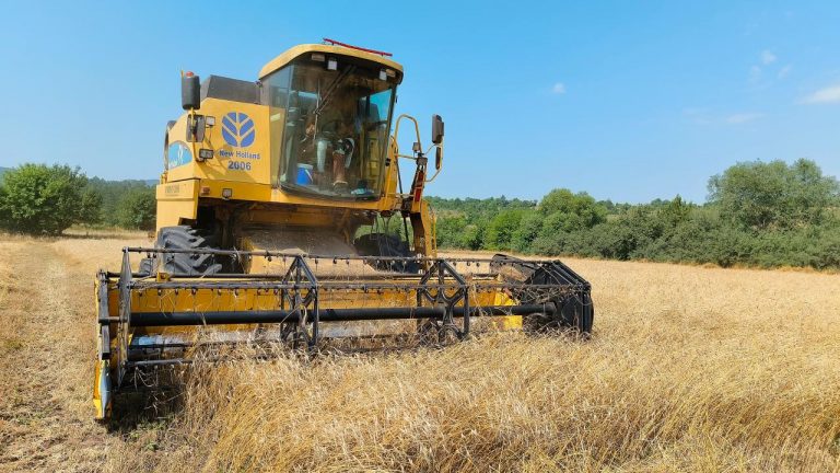 Kastamonu’da siyez buğdayı hasadına başlandı