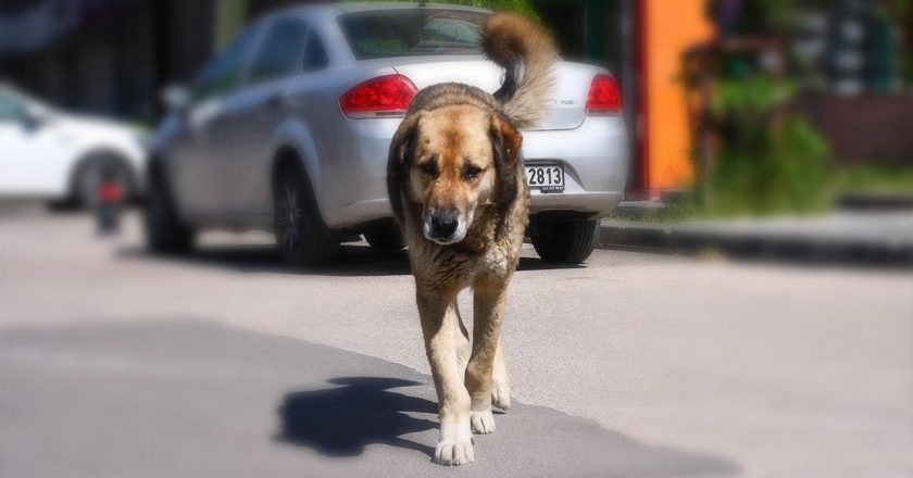 Bugün komisyonda sokak köpeklerine ilişkin düzenlemeyi tartışacağız