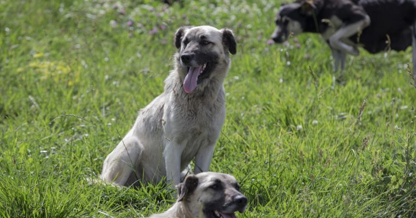 Sinop’ta sokak köpeğinin saldırısına uğrayan çocuk yaralandı