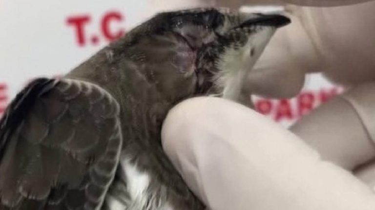 Hızlı kuş Sinop’ta yeniden kanatlarını çırptı