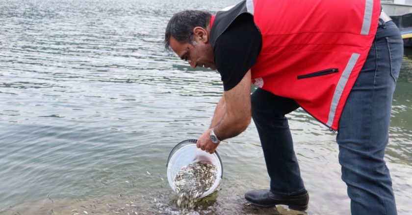 Gümüşhane baraj ve göletlerine 246 bin sazan yavrusu bırakıldı