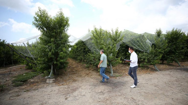 Akdeniz meyve sineği monitör tuzaklarıyla izleniyor