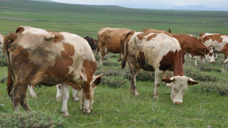 Belçika’da hayvanlarda ölümcül “mavi dil hastalığı” ortaya çıktı