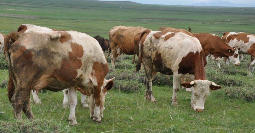 Belçika’da hayvanlarda ölümcül “mavi dil hastalığı” ortaya çıktı