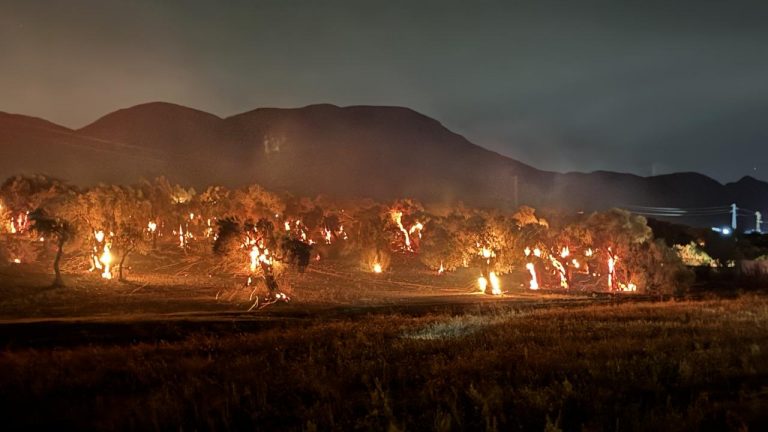 İzmir’de zeytinlikte yangın çıktı