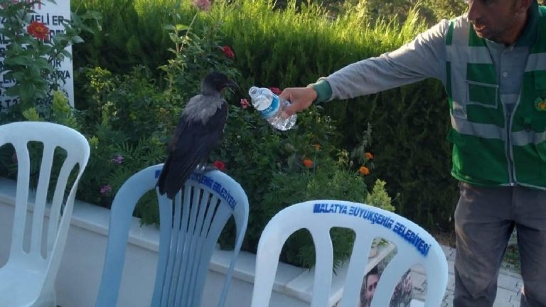 Baygın bulduğu kargayı lokumla besledi.