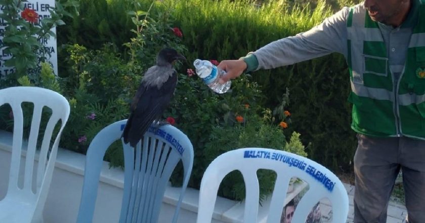 Baygın bulduğu kargayı lokumla besledi.