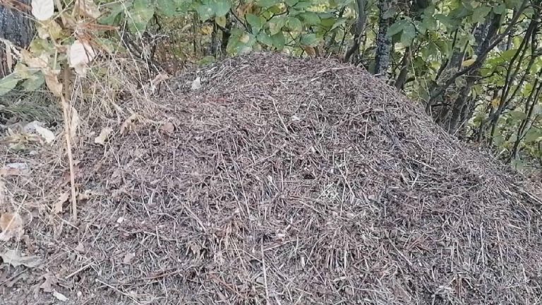 Amasya’da dev karınca yuvaları görüldü