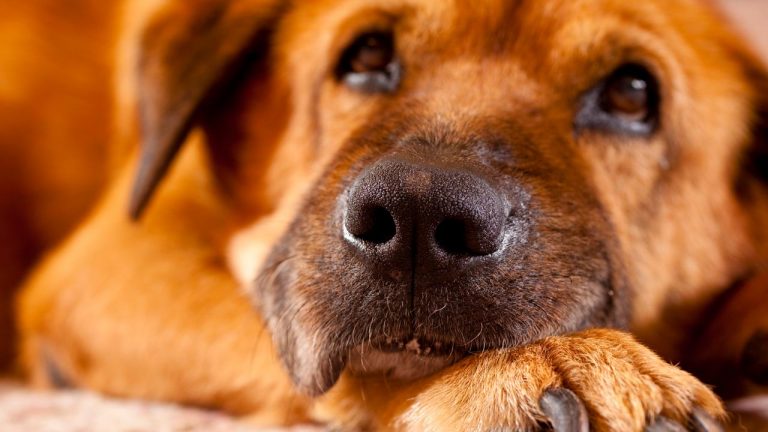 Zambiya’da mısır unundan 400 köpek öldü: İnsanlar da risk altında