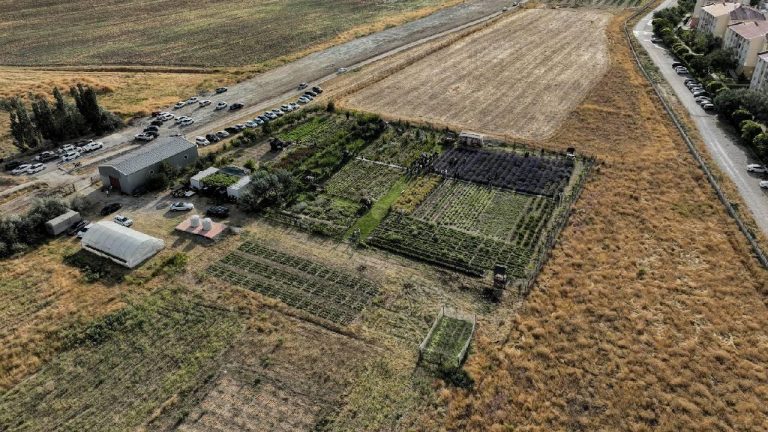 Van’da akademisyenlerin yetiştirdiği tıbbi ve aromatik bitkiler toplandı