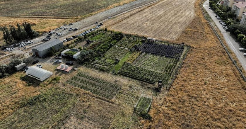 Van’da akademisyenlerin yetiştirdiği tıbbi ve aromatik bitkiler toplandı
