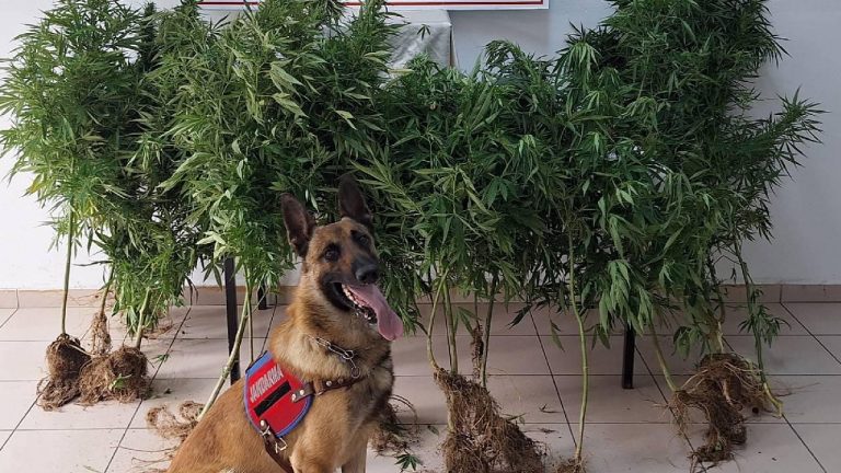 Bartın’da uyuşturucu operasyonunda 3 şüpheli yakalandı