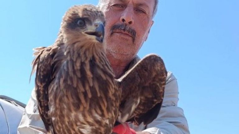 Yozgat’ta bulunan yaralı şahin, tedavisinin ardından doğaya salıverildi