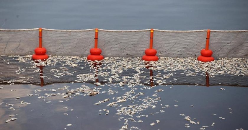 Binlerce ölü balık Yunanistan’da sahillere vurarak sakinleri zor durumda bıraktı