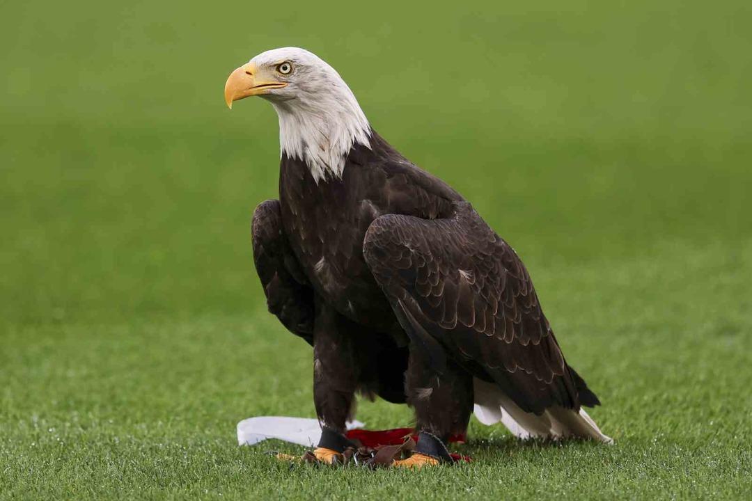 Fenerbahce, Benfica veya Selam Yaptığım Şampiyonlar Ligi'ni ortadan kaldırdı ... 6