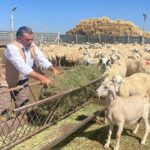 TİGEM 5 bin 150 küçükbaş hayvanı satacak