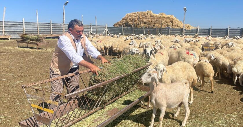 TİGEM 5 bin 150 küçükbaş hayvanı satacak