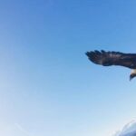 Kartalın Ele Geçirdiği Drone, 6 Saatlik Mücadeleyle Kurtarıldı